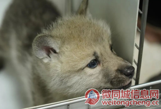 世界首例体细胞克隆北极狼在北京诞生