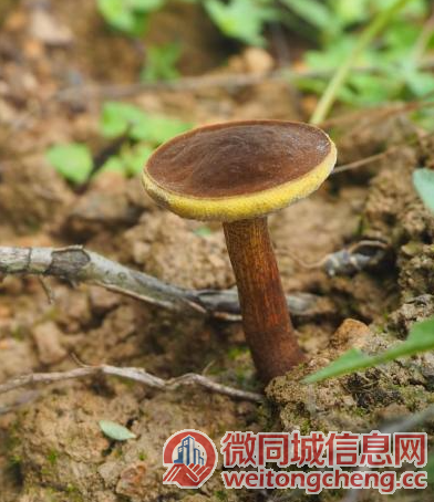 浙江舟山发现全球新物种“普陀条孢牛肝菌”