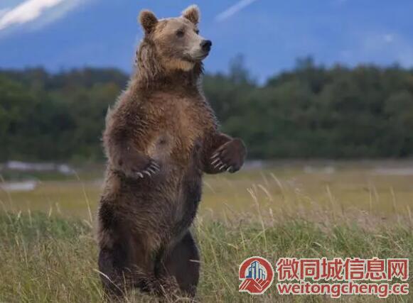沈阳动物园棕熊能懂人话被质疑是人假扮 园方回应了