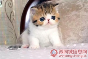 重庆哪里买加菲猫纯血统◆加菲猫多少钱一只