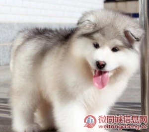 东营宠物店店主卖现货阿拉斯加幼犬 阿拉斯加幼犬多少钱一只