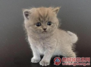 西安南京有哪些蓝猫购买渠道_蓝猫如何可以买到