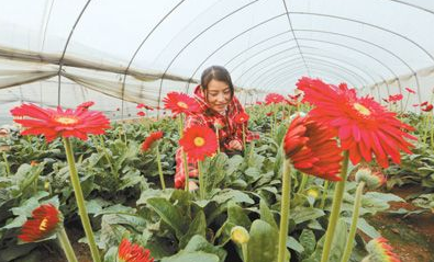 人民日报:徐州新沂鲜切花种植面积居全国县级单位第一