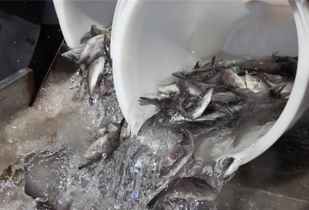 威海南海新区增殖放流65万尾鱼