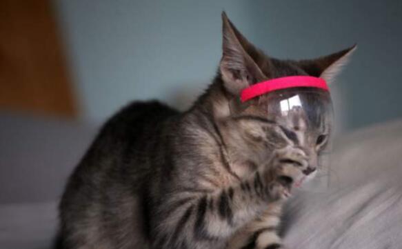 英国一宠物猫新冠病毒检测呈阳性