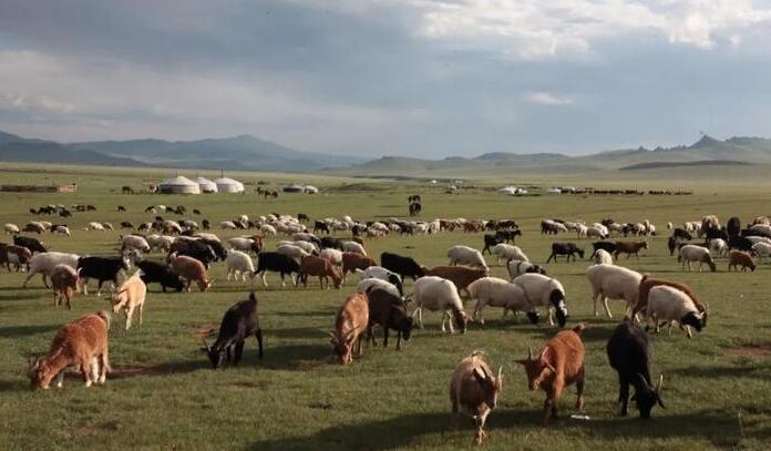 羊要来了！蒙古国正式启动3万只羊捐赠程序