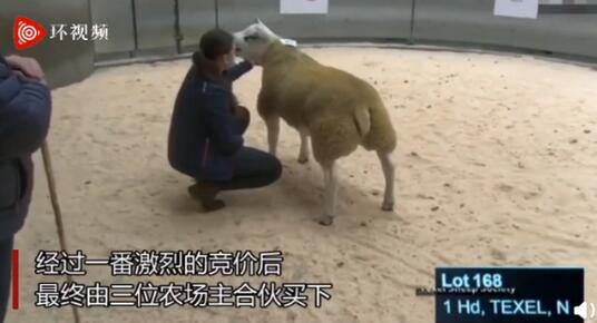 创纪录！世界上最贵的羊332万元成交，网友纷纷疑惑：贵在哪？