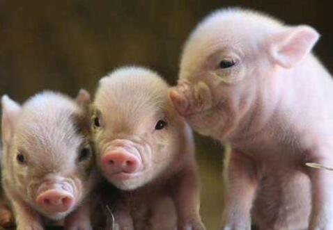 猪肉价格连续7周回落 春节不会大幅上涨